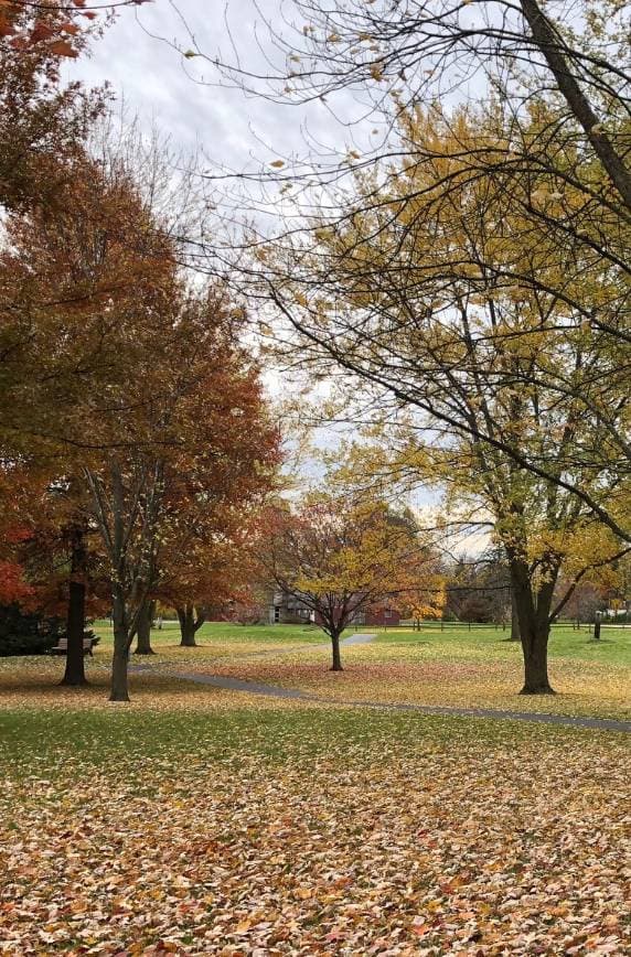 Autumn trees along a walking path at Orchard Hills Park